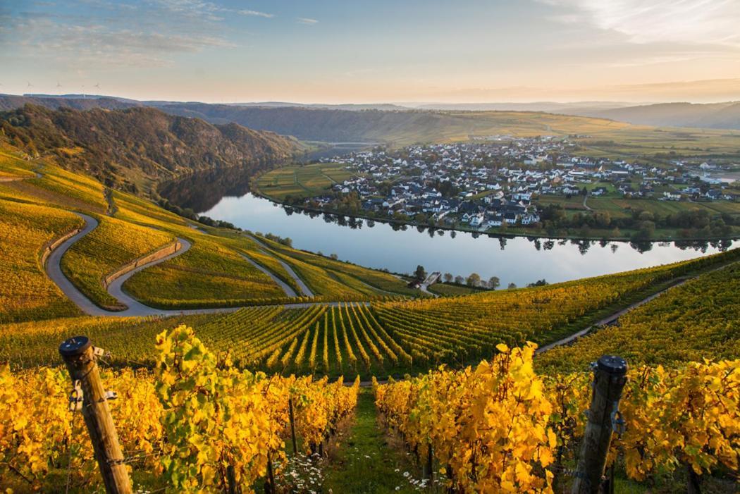 Hotel- Weingut- Moselloreley Piesport Eksteriør billede